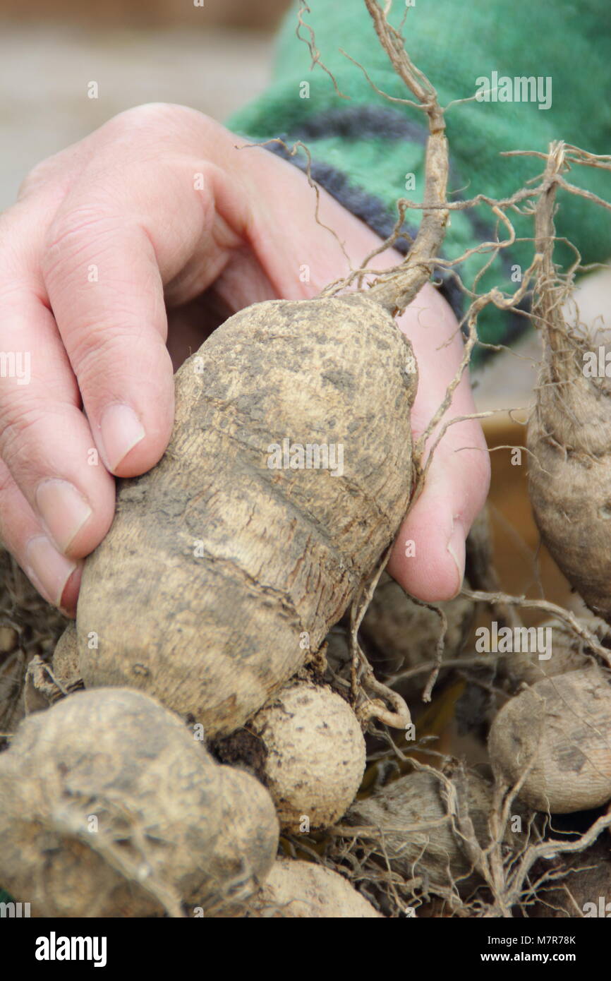 Kontrolle dahlien Knollen für rot während der Über-Lagerung im Winter. Männliche Gärtner, UK. Stockfoto