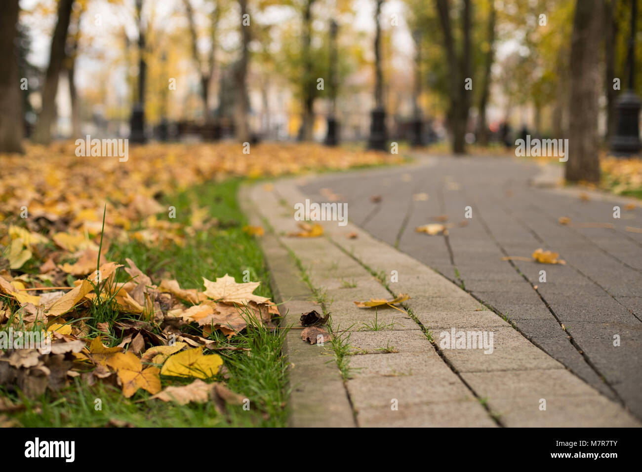 Blätter im Herbst auf der Fußgängerpassage mit Bäumen, die in verschwommene Sicht verschwinden Stockfoto