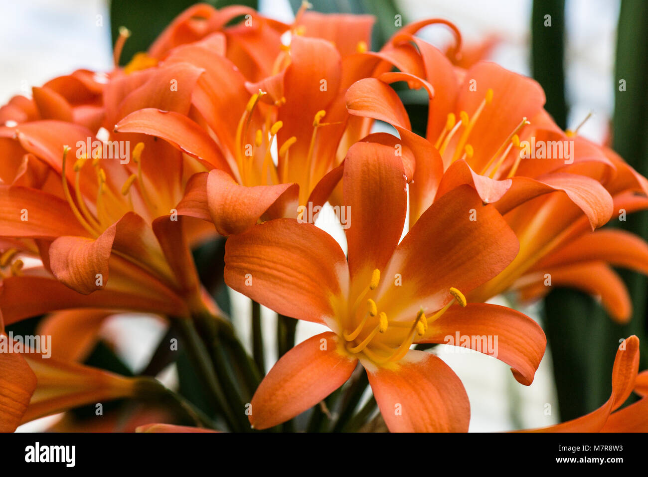 Eine orange Natal Lily (Clivia miniata) in Blume Stockfoto