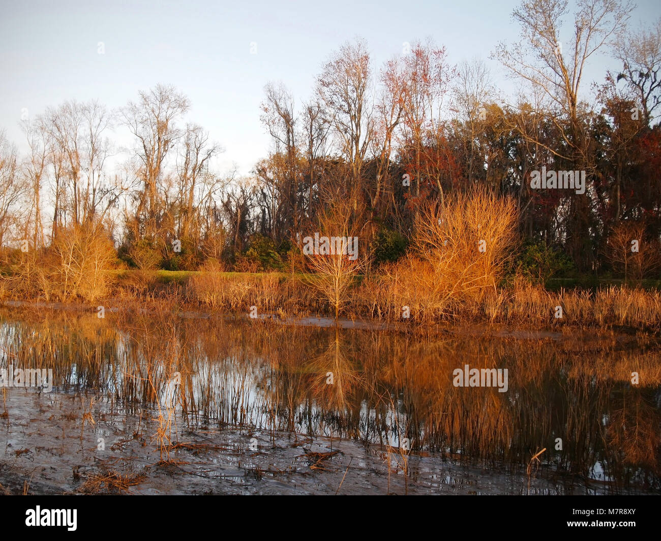 Eine lebendige Landschaft von Marsh Gräser, Feuchtgebiete, Bäume, und mehr, in wenig Wasser läuft durch sumpfige Savannah National Wildlife Refuge nieder. Stockfoto