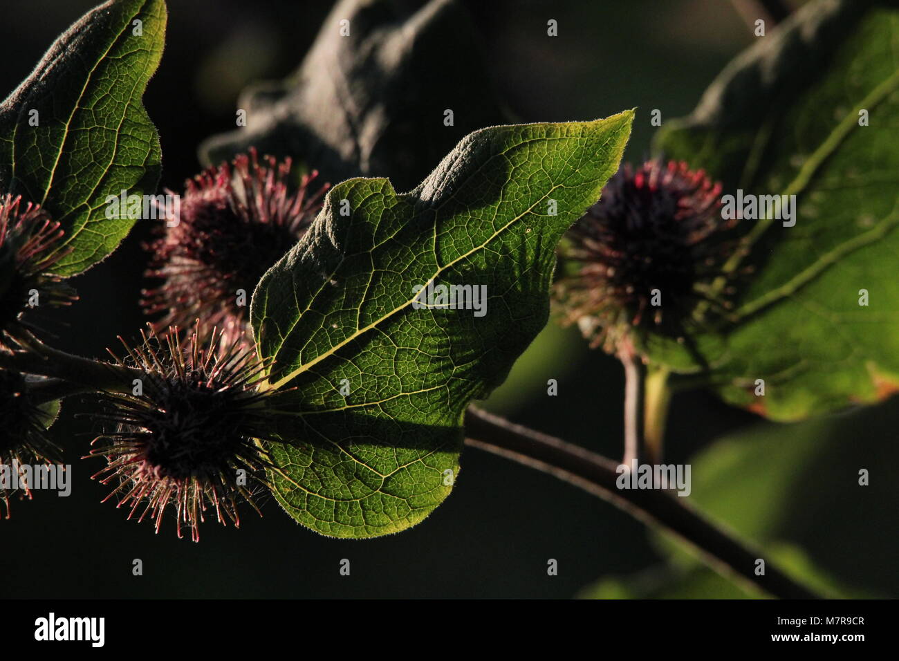 Die blühende Pflanze, kleine Klette (Arctium minus). Stockfoto