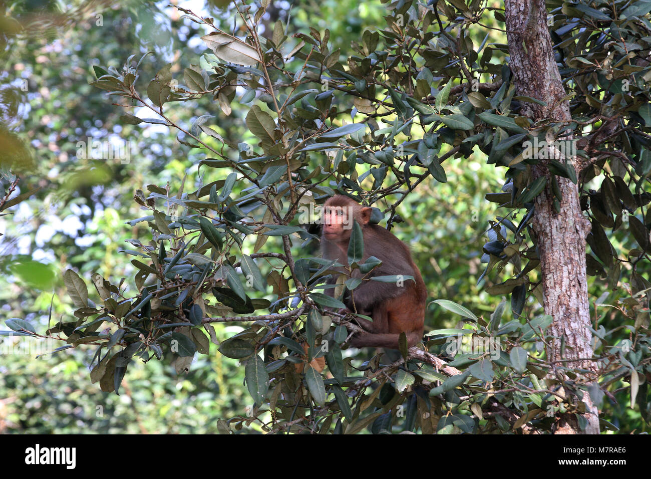 DHAKA, BANGLADESCH - Januar 11, 2015: Der Affe in natürlichen Mangrovenwälder Sundarban in Khulna, Bangladesh. Stockfoto