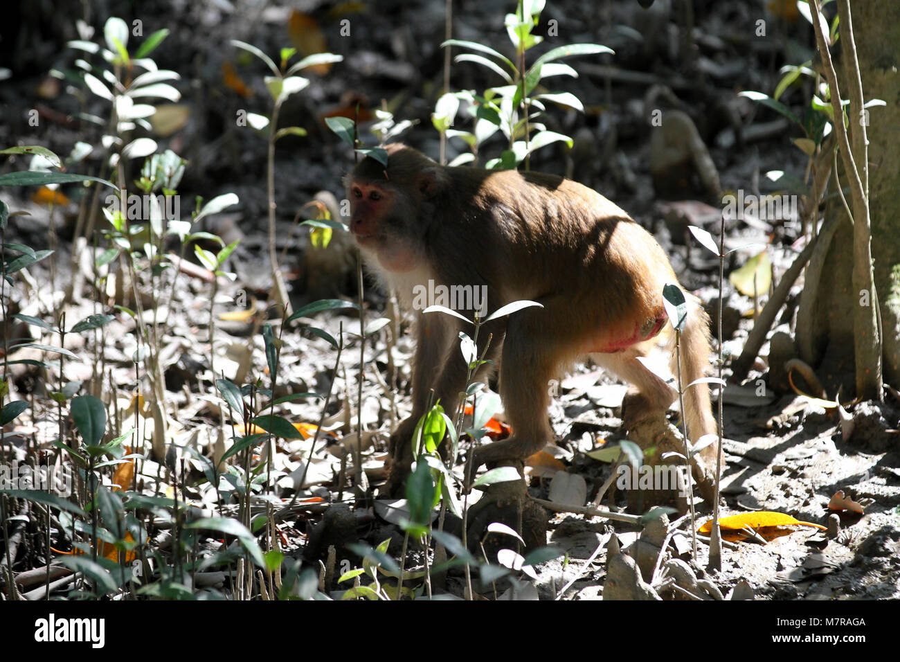 DHAKA, BANGLADESCH - Januar 11, 2015: Der Affe in natürlichen Mangrovenwälder Sundarban in Khulna, Bangladesh. Stockfoto