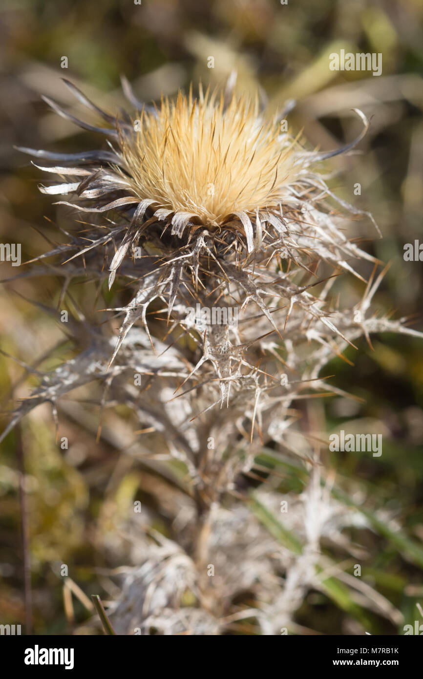 Silberdistel (Carlina vulgaris) in Chalk downland Lebensraum, Großbritannien Stockfoto