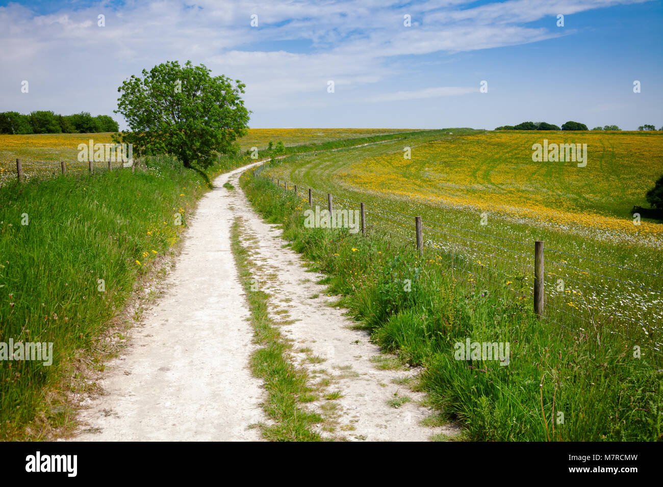 South Downs Way, eine lange Distanz Fußweg und Reitweg entlang der South Downs Hügeln in Sussex, Südengland, Großbritannien Stockfoto