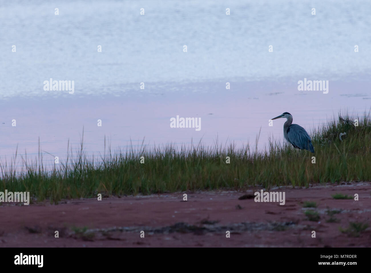 Ein Great Blue Heron sitzt entlang der Küstenlinie in Prince Edward Island, Kanada als es für Fisch kurz nach Sonnenaufgang jagt. Stockfoto