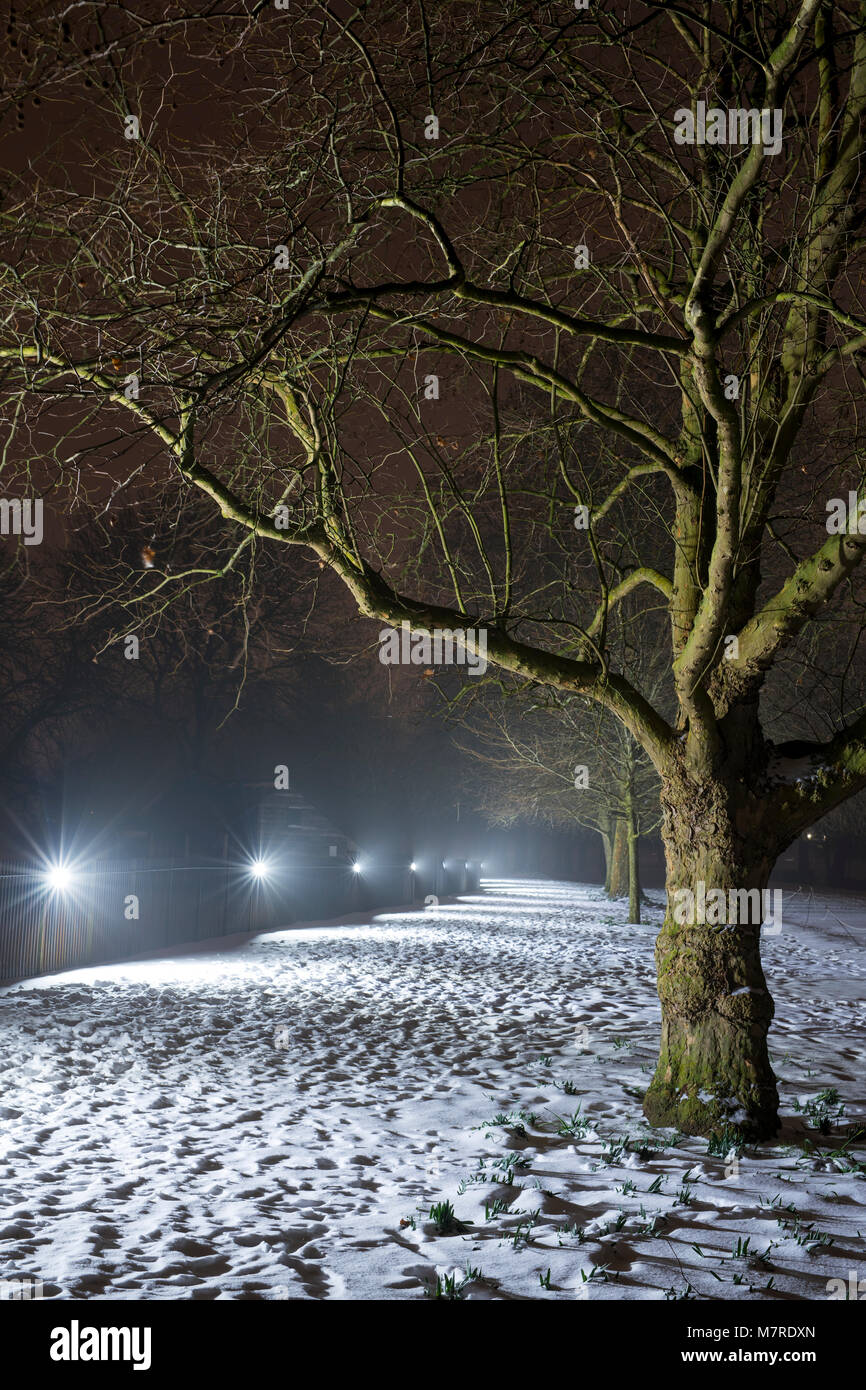 Winter Bäume entlang der ausgedehnten Spaziergang im Schnee am frühen Morgen vor der Morgendämmerung. Merton College, Oxford, Oxfordshire, England Stockfoto