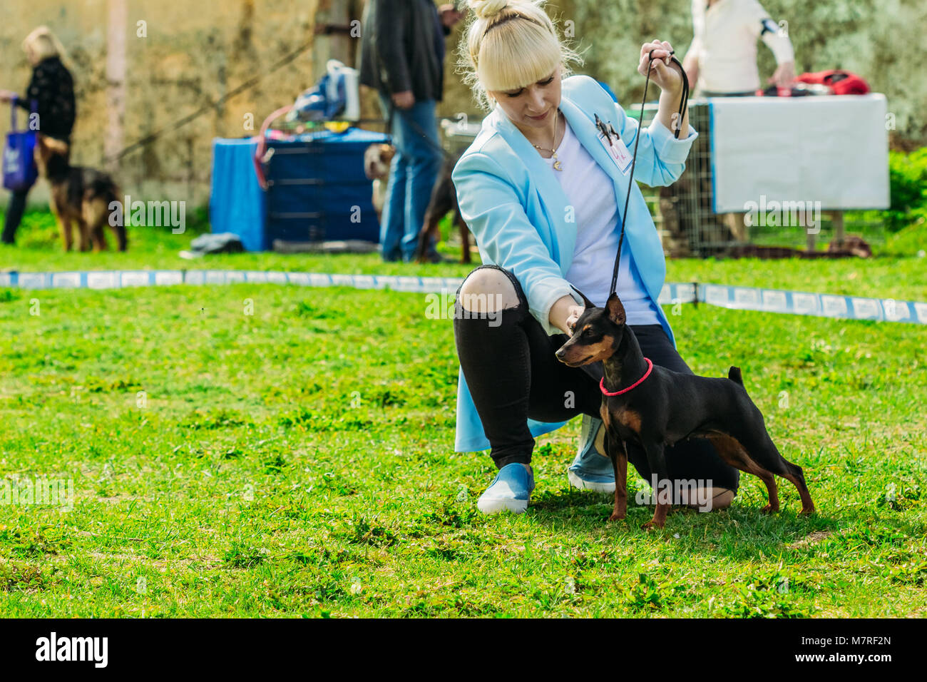 Gomel, Belarus - 29. April 2017: Schwarz Zwergpinscher Zwergpinscher, Min Stift neben seiner Herrin in der Klasse Stockfoto