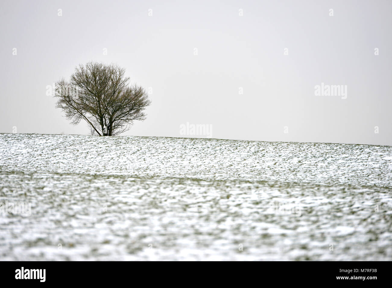 Baum im winter Stockfoto