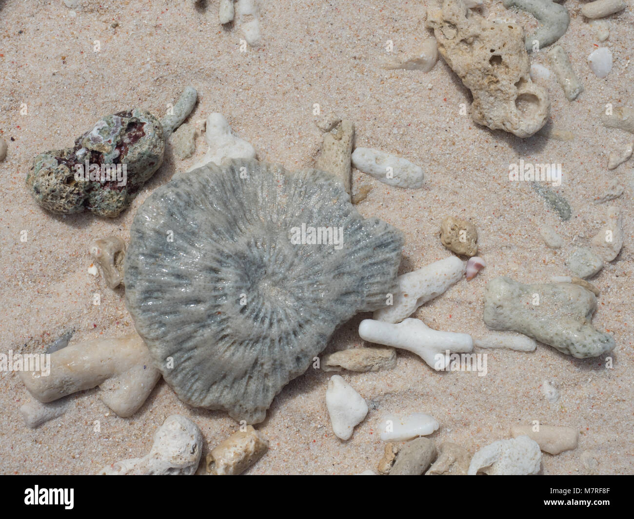 Hintergrund Textur. Grau Shell am Strand von Muscheln und Korallen, Indonesien, sieben Inseln, in der Nähe der Insel Seram, Molukken, Indonesien, pelau Sau Stockfoto