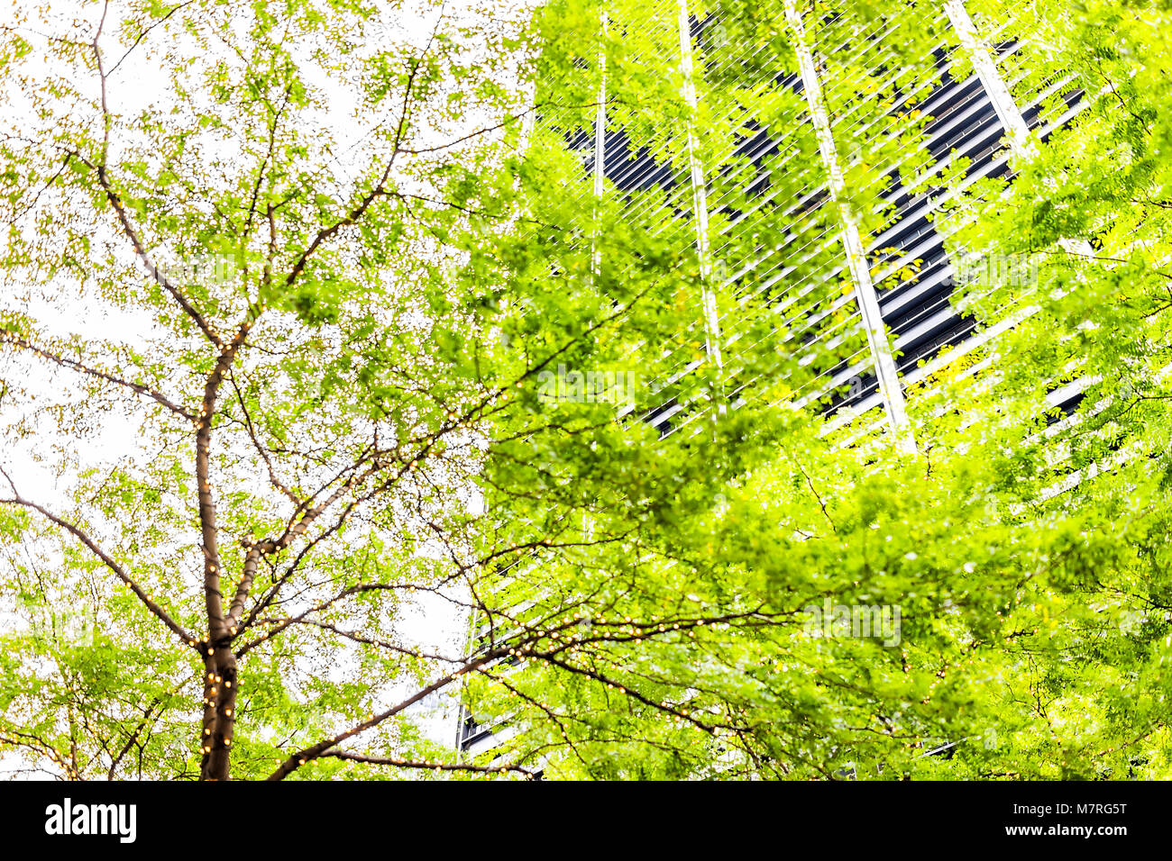 NYC New York City Manhattan unteren Financial District downtown grüne Bäume im Zuccotti Park, Ferienwohnung leuchtet leuchtet, isoliert, Wolkenkratzer Stockfoto