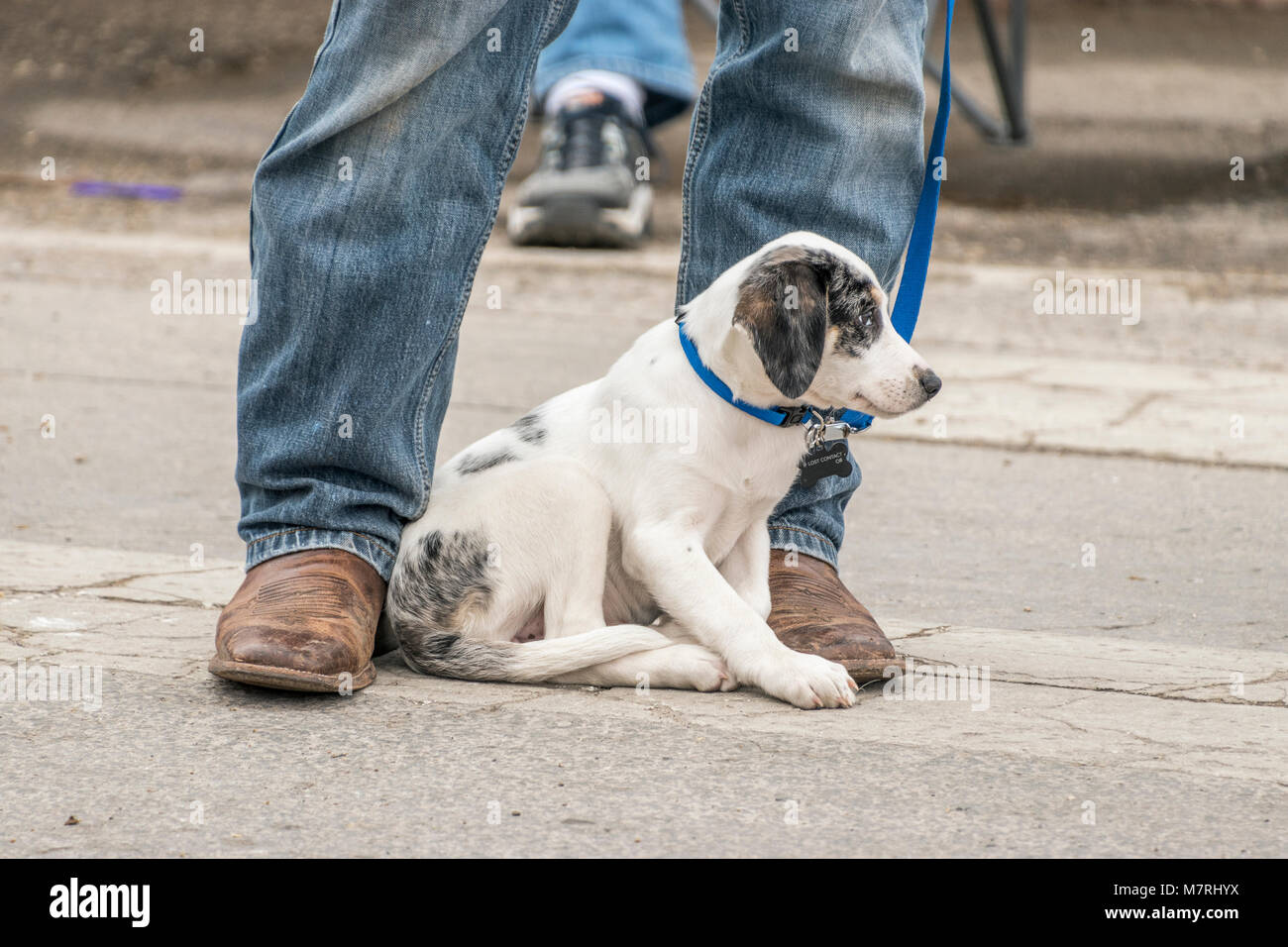 Szenen aus dem 14. jährlichen Cowboy Mardi Gras in Bandera, Texas. Tausende von Menschen kommen für die Musik, Kochen-offs Parade und Party. Stockfoto