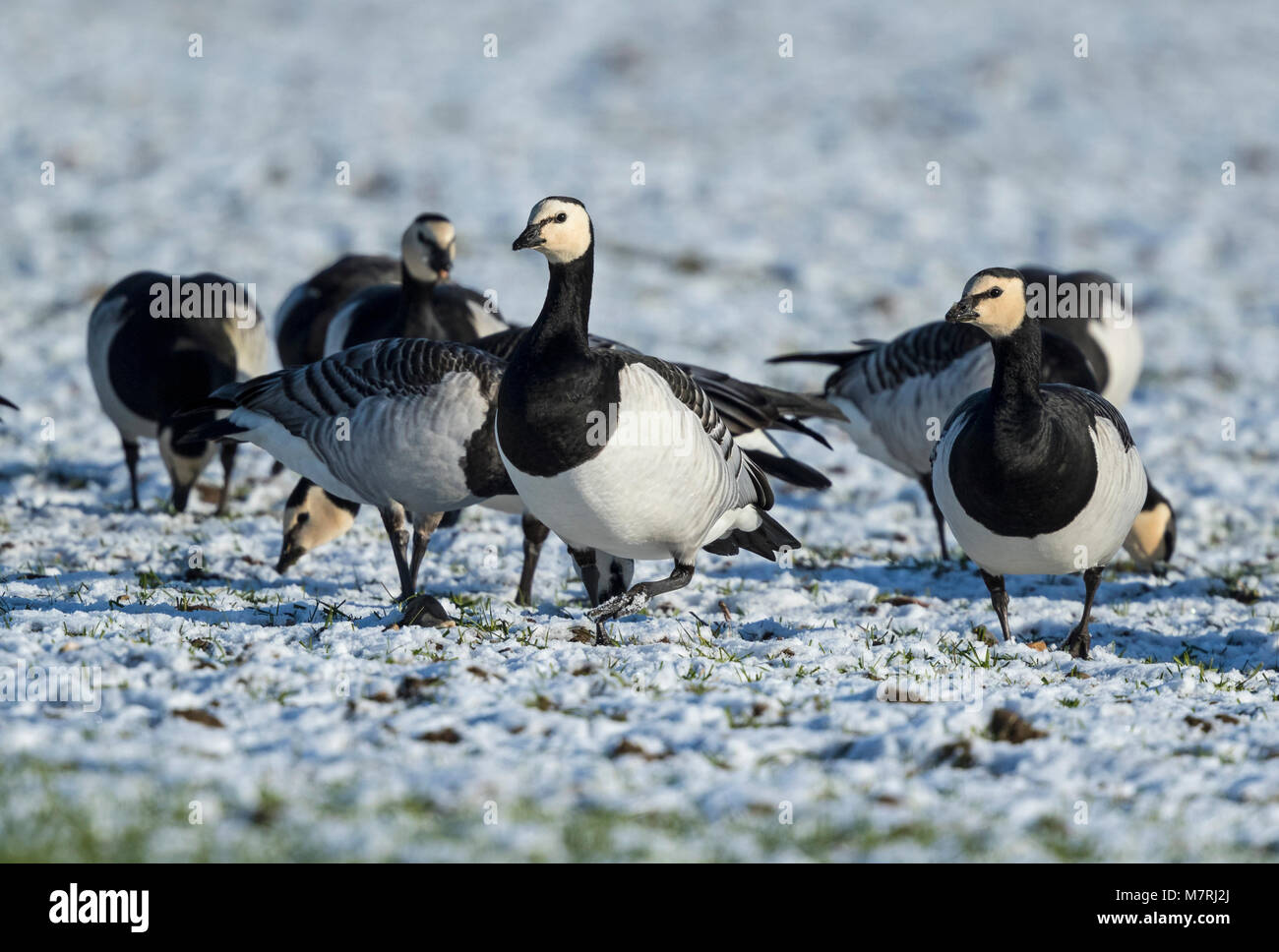 Nonnengans (Branta leucopsis) Nahrungssuche im Winter Weizen mit Schnee, Stockfoto