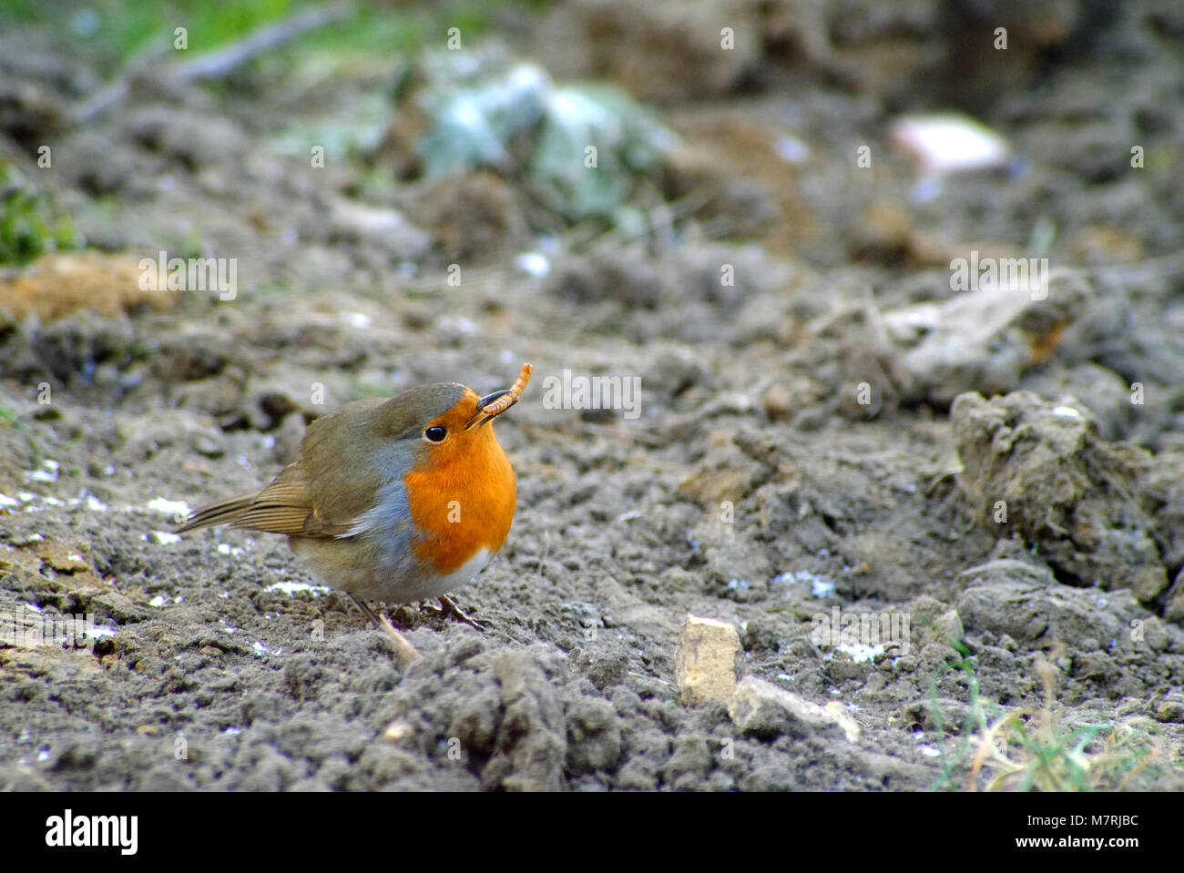 Robin (Erithacus Rubecula) Verzehr einer Mahlzeit Wurm im Winter Stockfoto