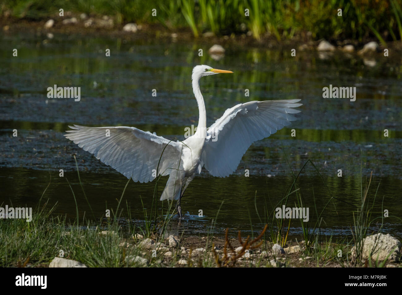 Silberreiher (Ardea Alba) Stockfoto