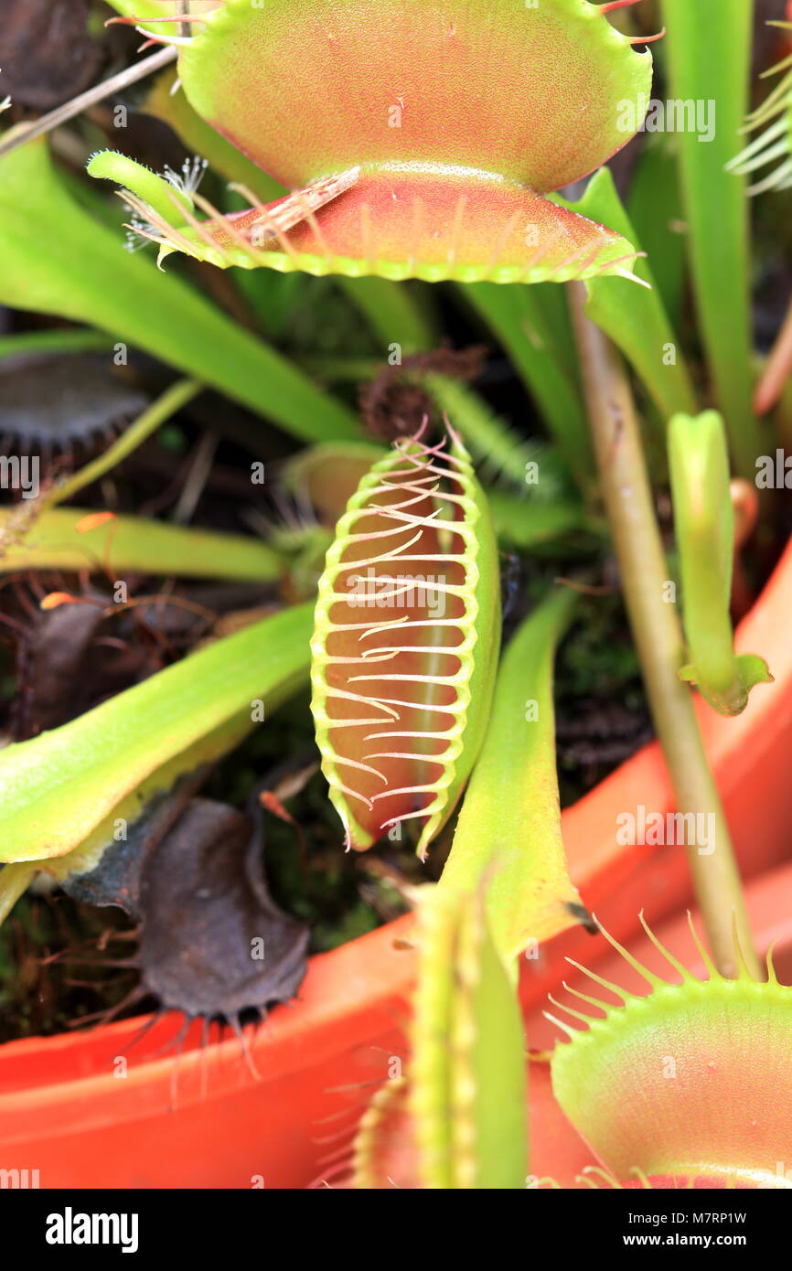 In der Nähe von Venus Fliegenfalle Dionaea muscipula oder als bekannt Stockfoto