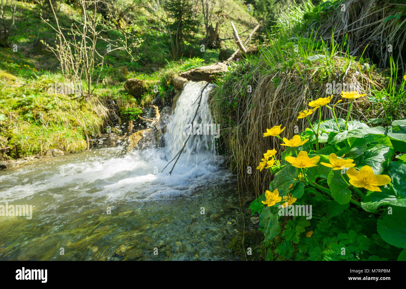 Sumpfdotterblumen entlang einem Bach und einem kleinen Wasserfall. Alpen, Bayern, Deutschland im Frühling. Stockfoto