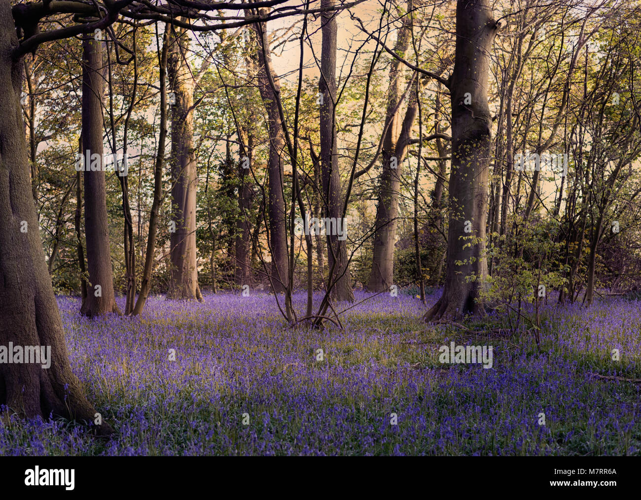Große Blaupause im Wald/Holz Stockfoto