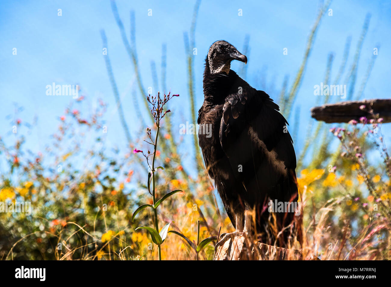 Eine schwarze Truthahngeier Stockfoto