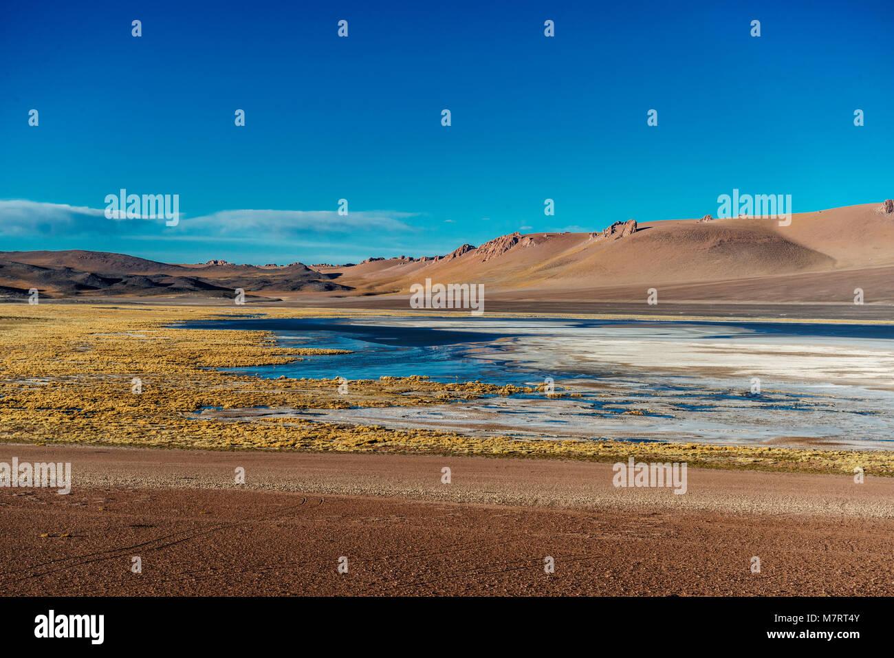 Altoandina Lagune in der Salar de Atacama liegt an der Grenze zwischen Chile und Argentinien Stockfoto