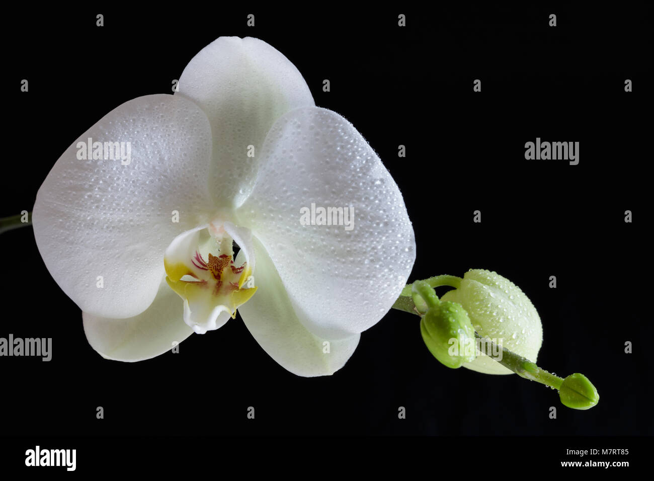 Weiße Orchidee Blumen und Blüten sowie deren Knospen, gegen einen sauberen schwarzen Hintergrund Stockfoto
