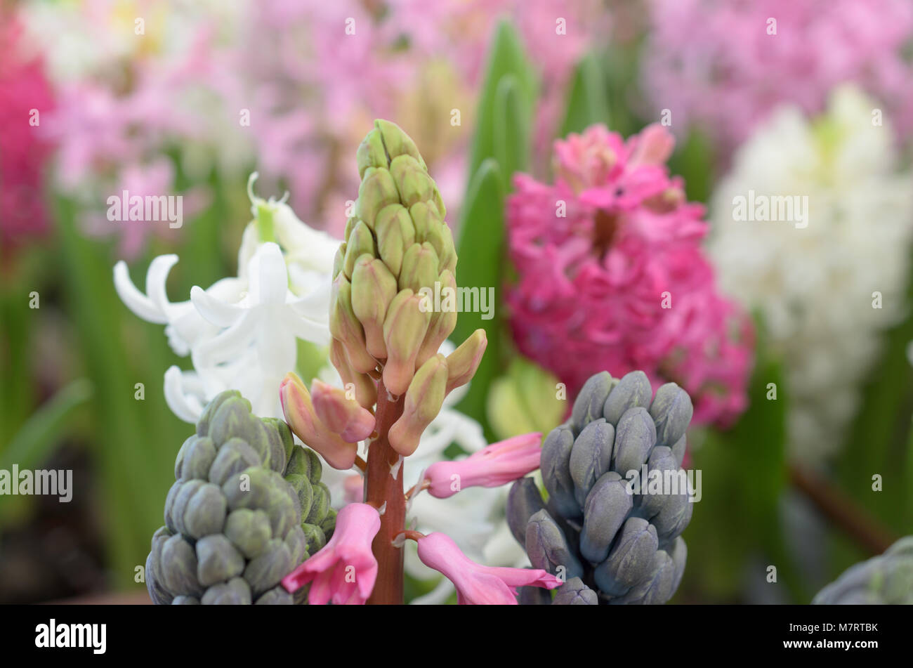 Exotische bläulich Blume in der Form einer Weintraube Stockfoto