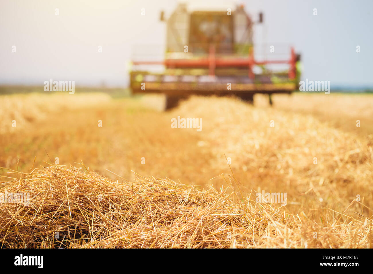 Feldhäcksler Maschine kombinieren die Ernte reif Weizen ernten in landwirtschaftlich genutzte Gebiet, selektiver Fokus Stockfoto