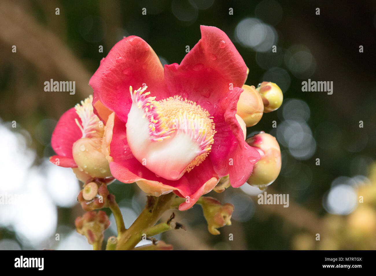 Die rote Blume von Pentacme Siamensis, oder Shorea Siamensis, auch bekannt als Red Meranti oder Red lauan, Kambodscha, Asien Stockfoto