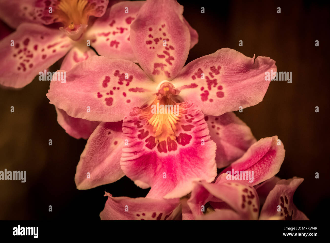 Orchideen (Orchidaceae) Stockfoto