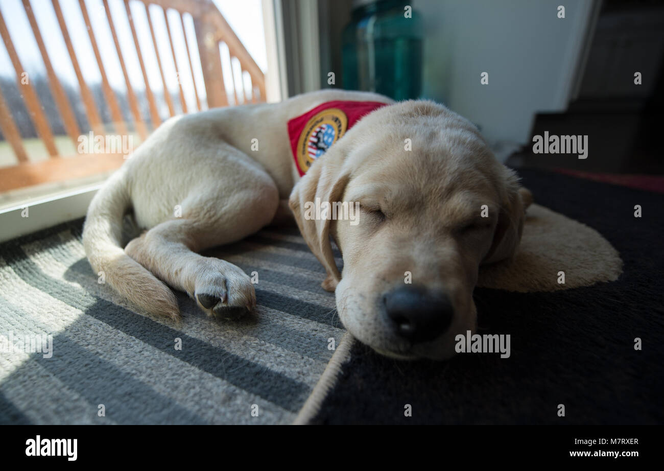 UNITED STATES: 10. März 2018: Henry einen 4-Monate alten gelben lab Guide Dog Training hält ein Nickerchen. Jim Klock von Lucketts ein pensionierter Secret Service K9 offi Stockfoto