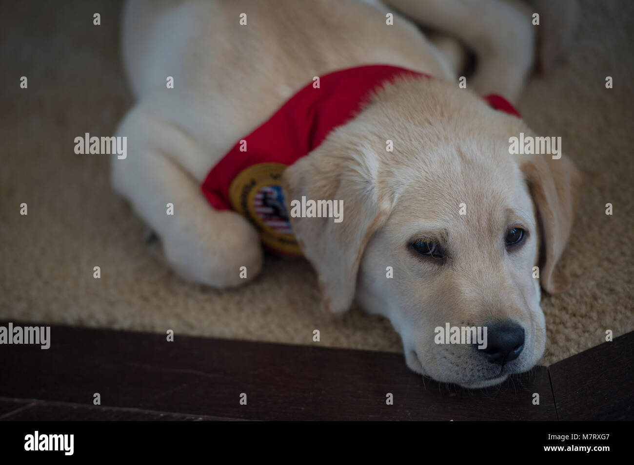 UNITED STATES: 10. März 2018: Henry einen 4-Monate alten gelben lab Guide Dog Training hält ein Nickerchen. Jim Klock von Lucketts ein pensionierter Secret Service K9 offi Stockfoto