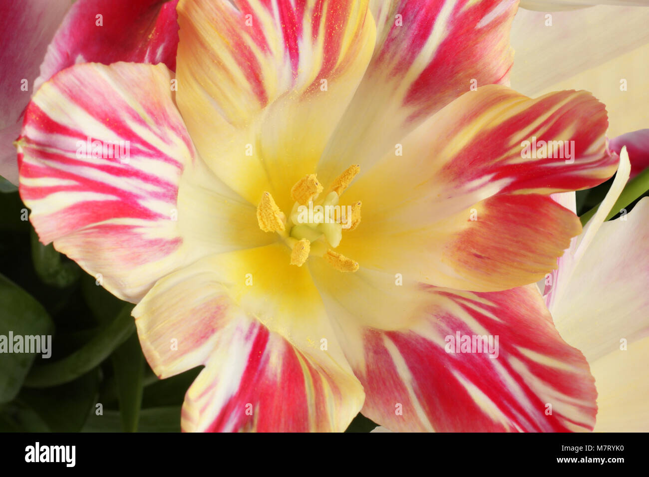 Der Kern eines White Tulip mit roten Rändern der Blütenblätter. Nahaufnahme. Makro Stockfoto