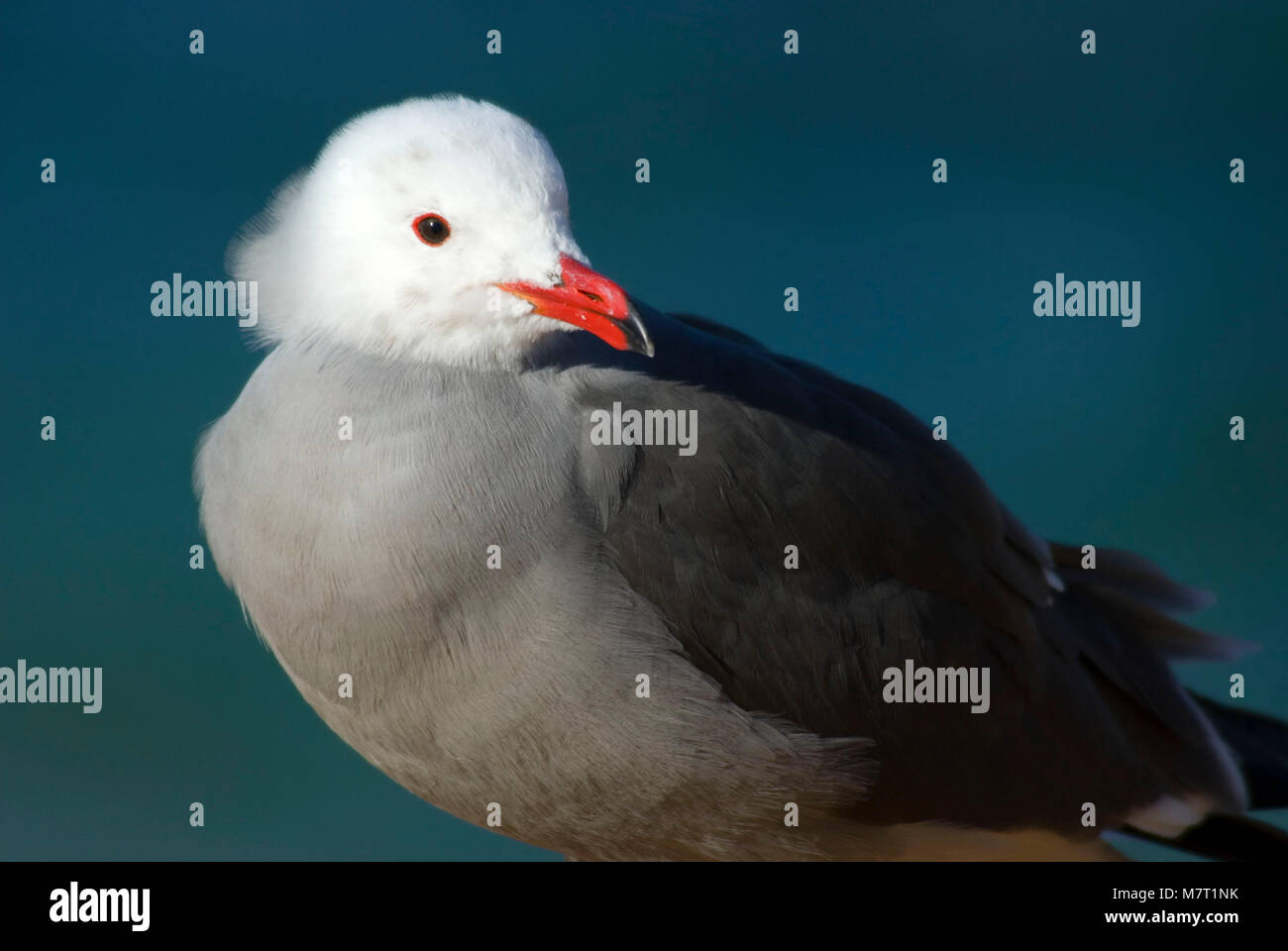 Heermann Möwe (Larus Heermanni), Ellen Browning Scripps Marine Park, La Jolla, Kalifornien Stockfoto