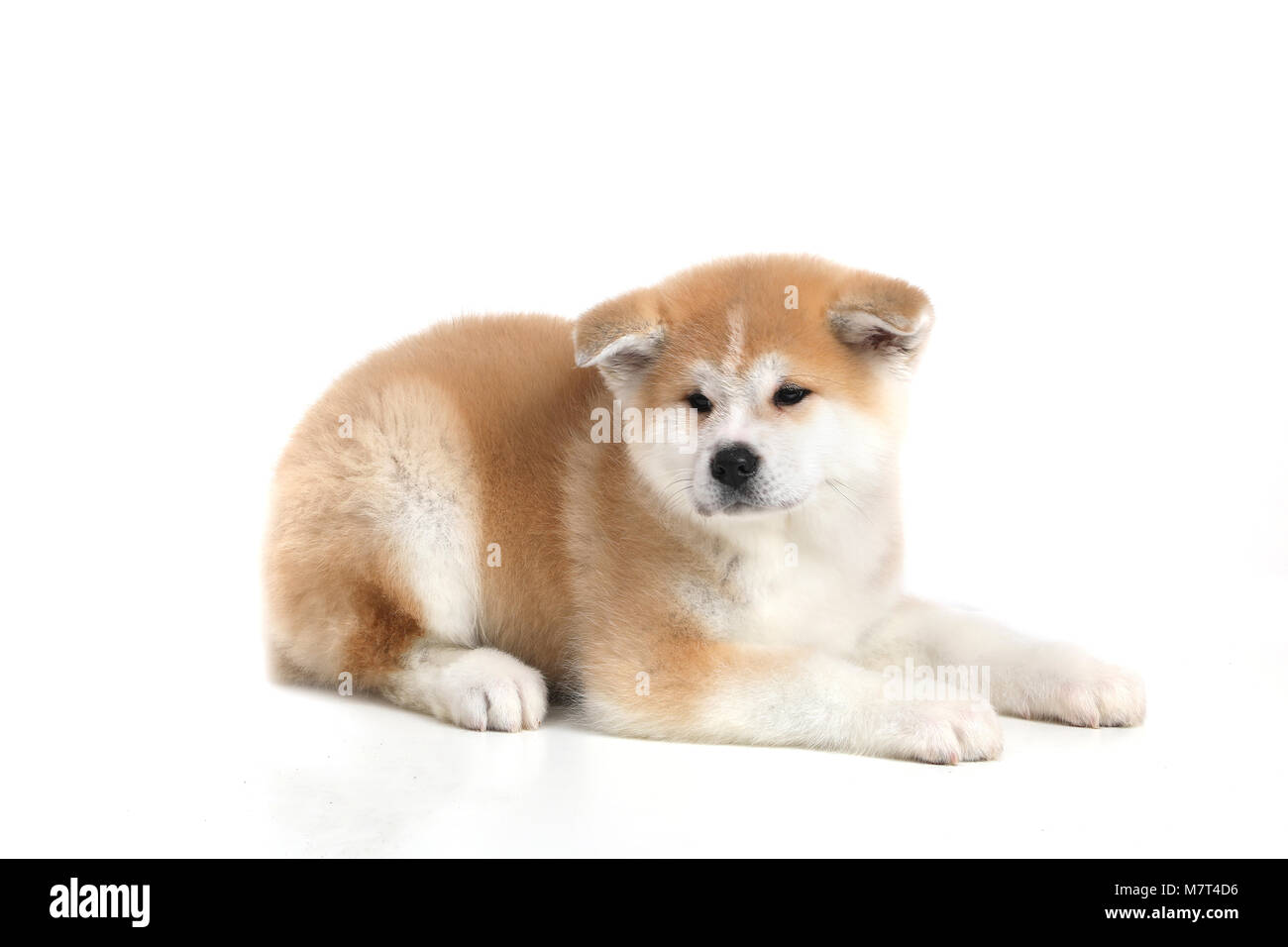 Junge Acita - Schäferhund Welpe Hund Stockfoto