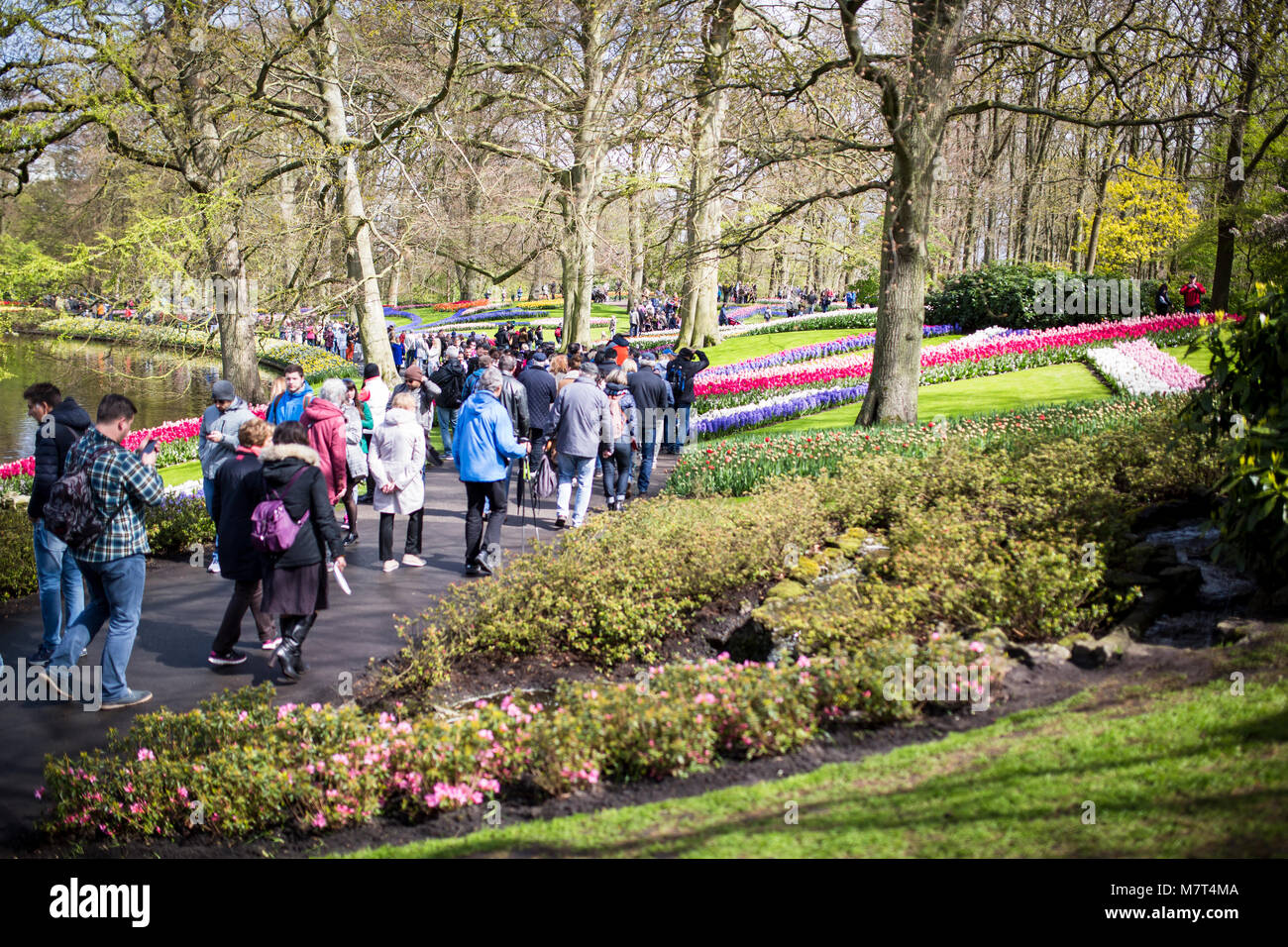 Der KEUKENHOF, Niederlande - 23 April 2017: Der Keukenhof ist die grösste Blume Garten der Welt mit mehr als 7 Millionen Blumen in voller Blüte. Hu Stockfoto