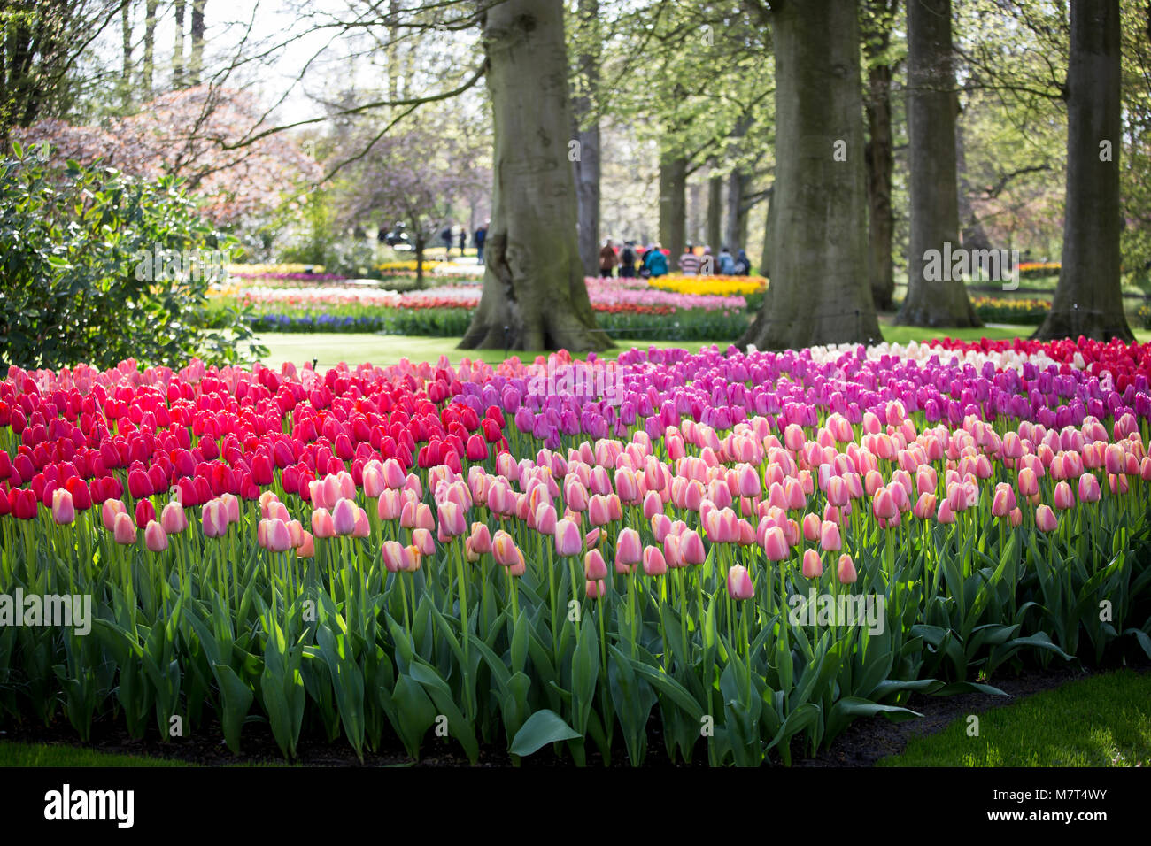 Der KEUKENHOF, Niederlande - 23 April 2017: Der Keukenhof ist die grösste Blume Garten der Welt mit mehr als 7 Millionen Blumen in voller Blüte. Hu Stockfoto