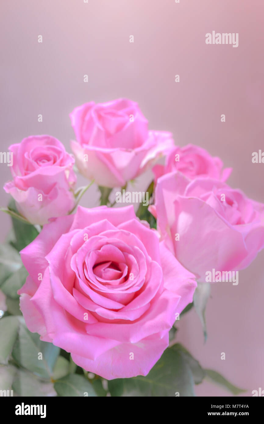 Erstaunlich Bündel rosa Blume Stockfoto