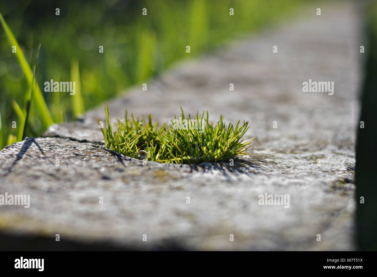 Der Wunsch, zu überleben. Die grünen sprießen von Gras wächst, das Licht an der Wand. Konzept der Hoffnung Stockfoto