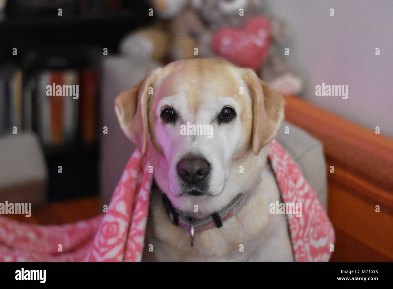 Weißer Labrador Retriever Hund in der rosa Decke Stockfoto