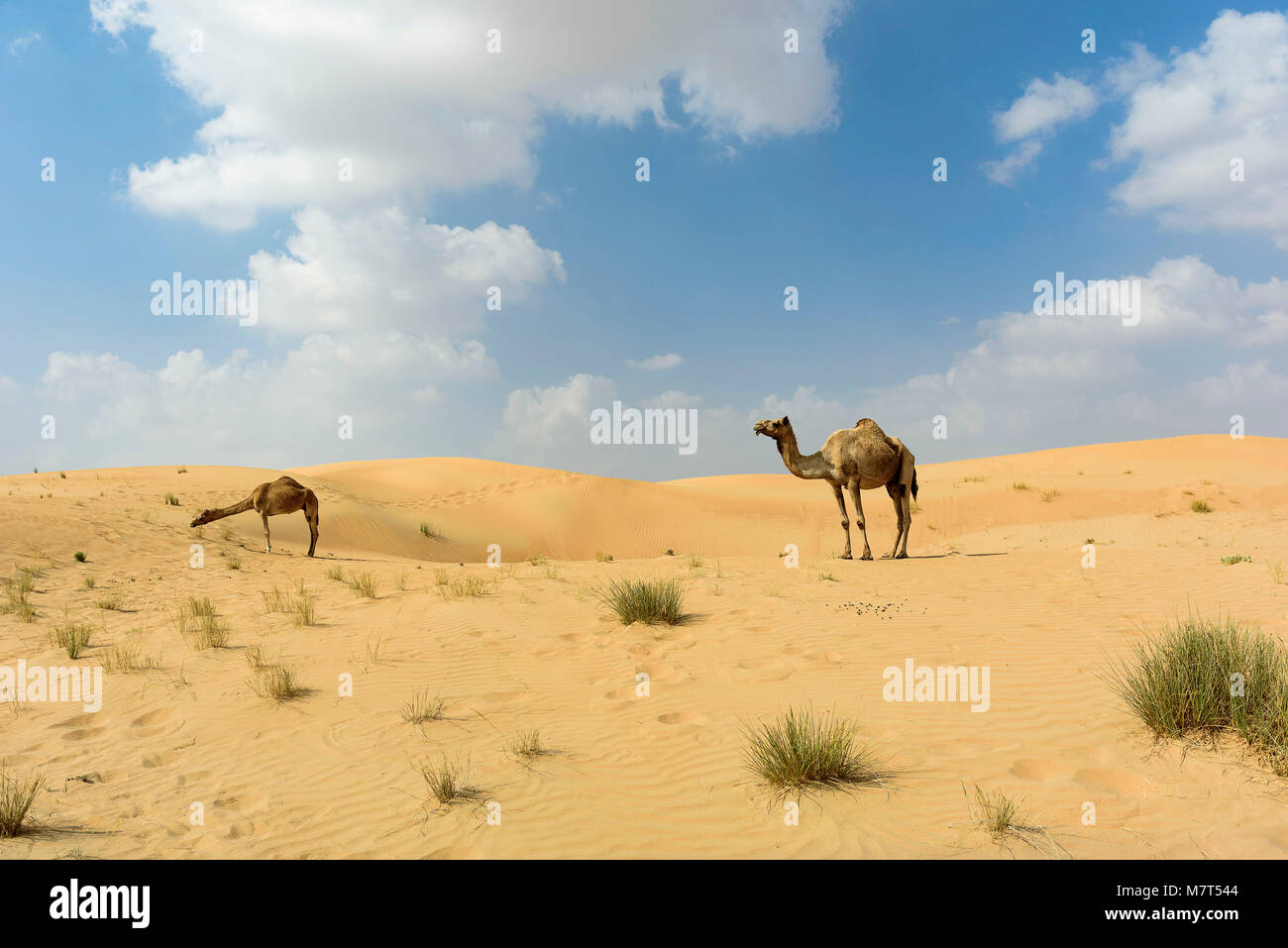 Spannende Sandwuste In Arabien 5 Buchstaben Bild