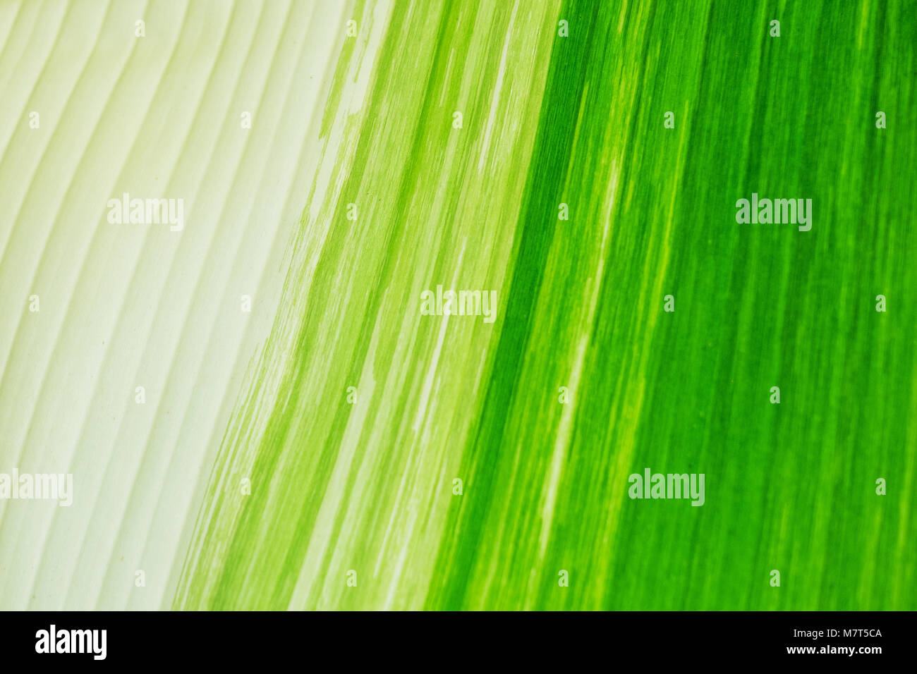 Schöne und bunte Banana leaf Textur; als Hintergrund. Natur Hintergrund. Stockfoto
