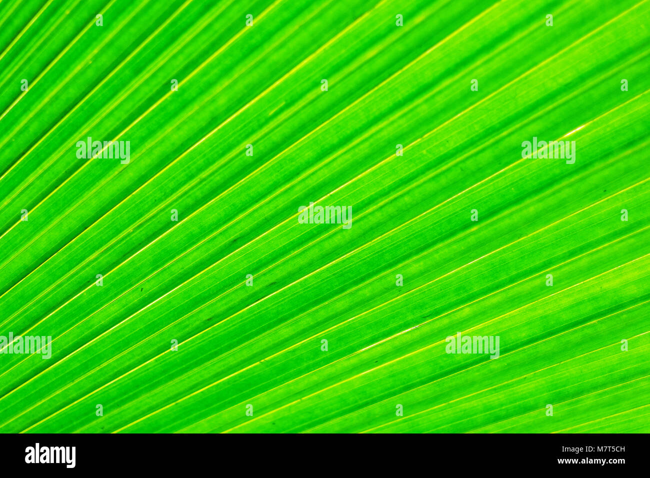 Schöne und bunte grünes Blatt Textur als Hintergrund. Natur Hintergrund. Stockfoto