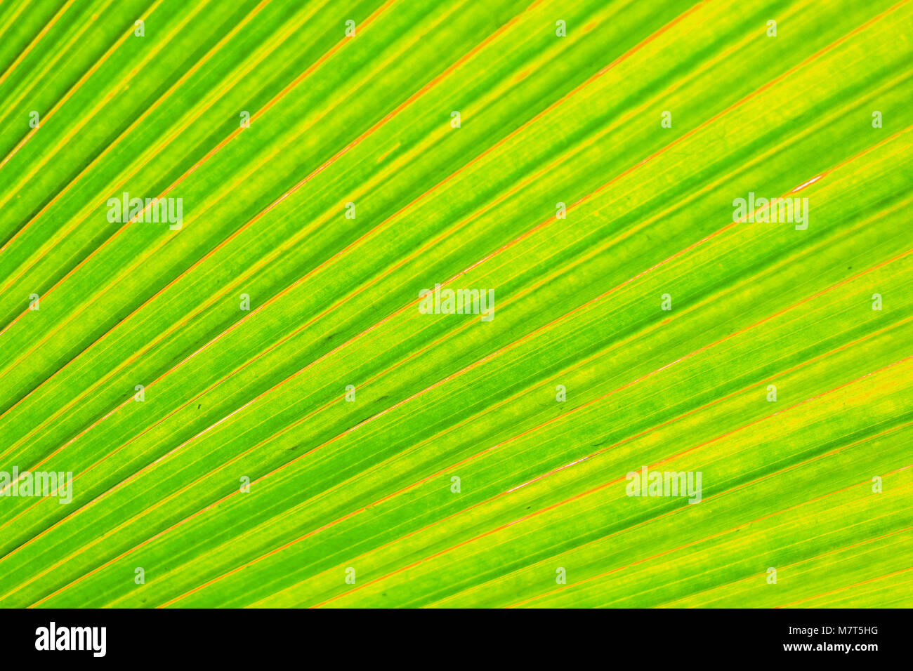 Schöne und bunte gelb grün Blatt Textur als Hintergrund. Natur Hintergrund. Stockfoto