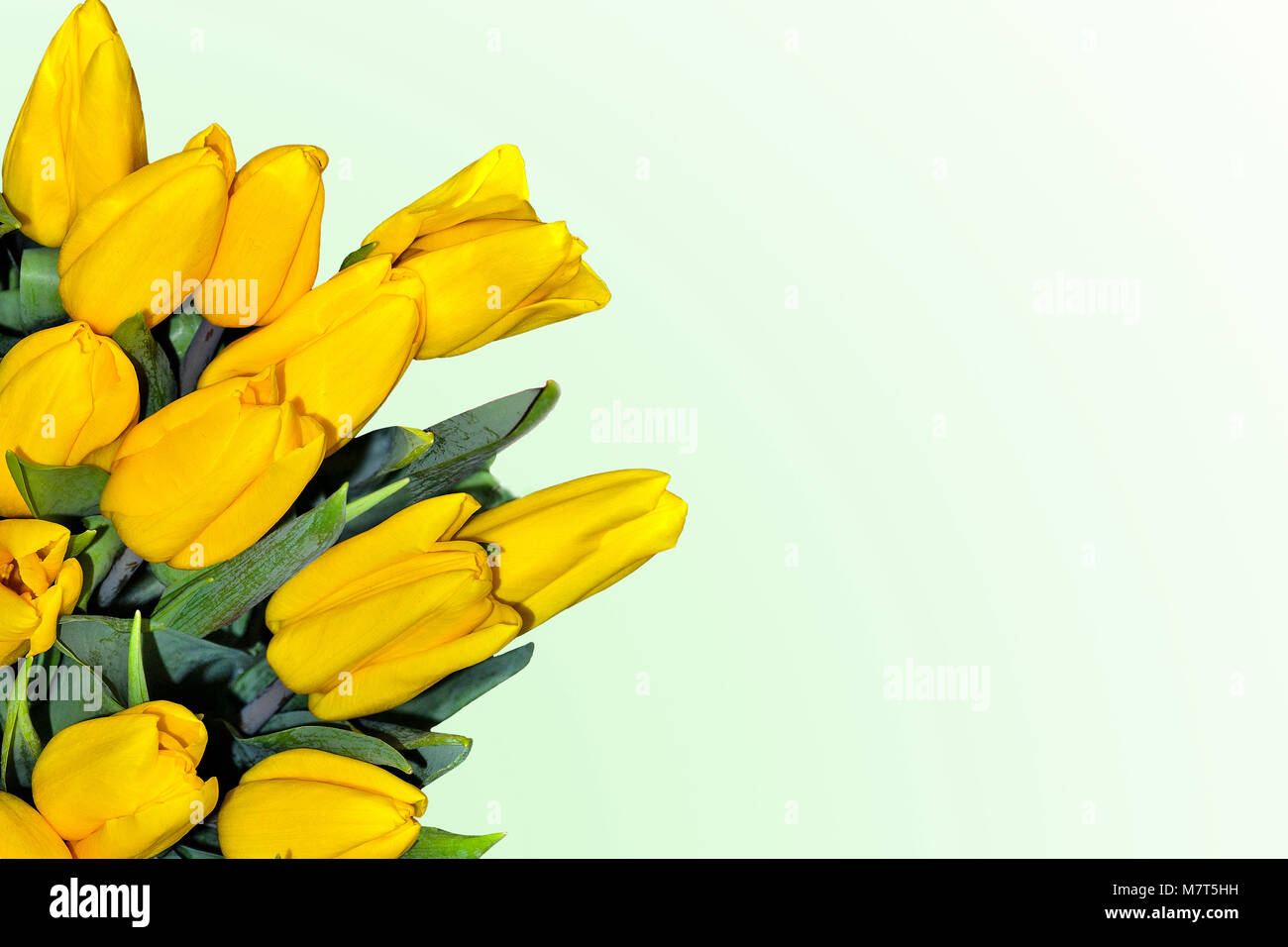 Schöner Frühling floral background mit Strauß gelber Tulpen Blumen, mit Kopie Platz für Text. Saisonale oder Urlaub design Stockfoto