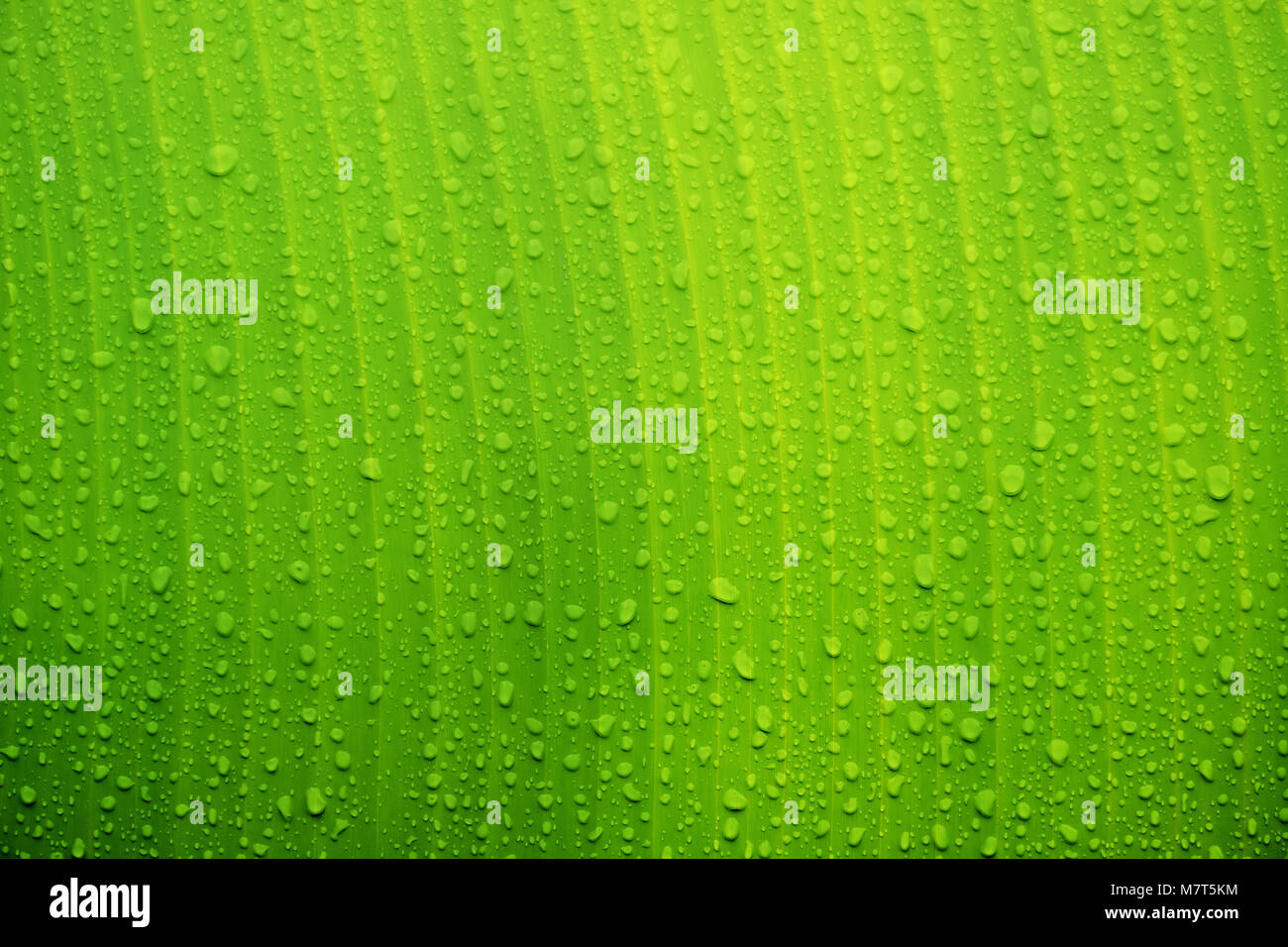 Wassertropfen auf Geschlossen green Banana leaf Textur als Hintergrund. Natur Hintergrund. Stockfoto