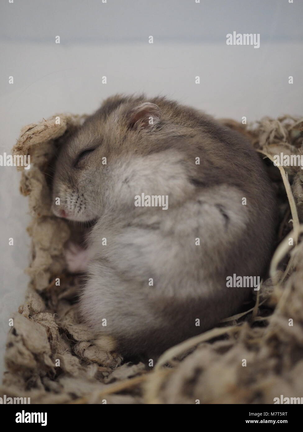 Adorable Cute Hamster Schlafen Stockfoto
