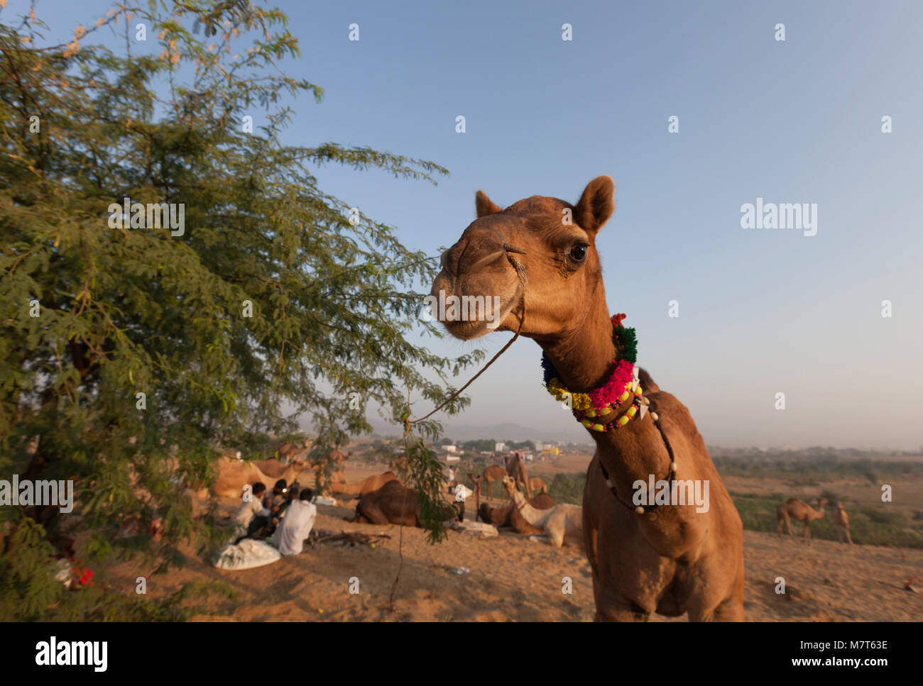 Neugieriges Kamel am Pushkar Camel Fair, Rajasthan, Indien. Stockfoto