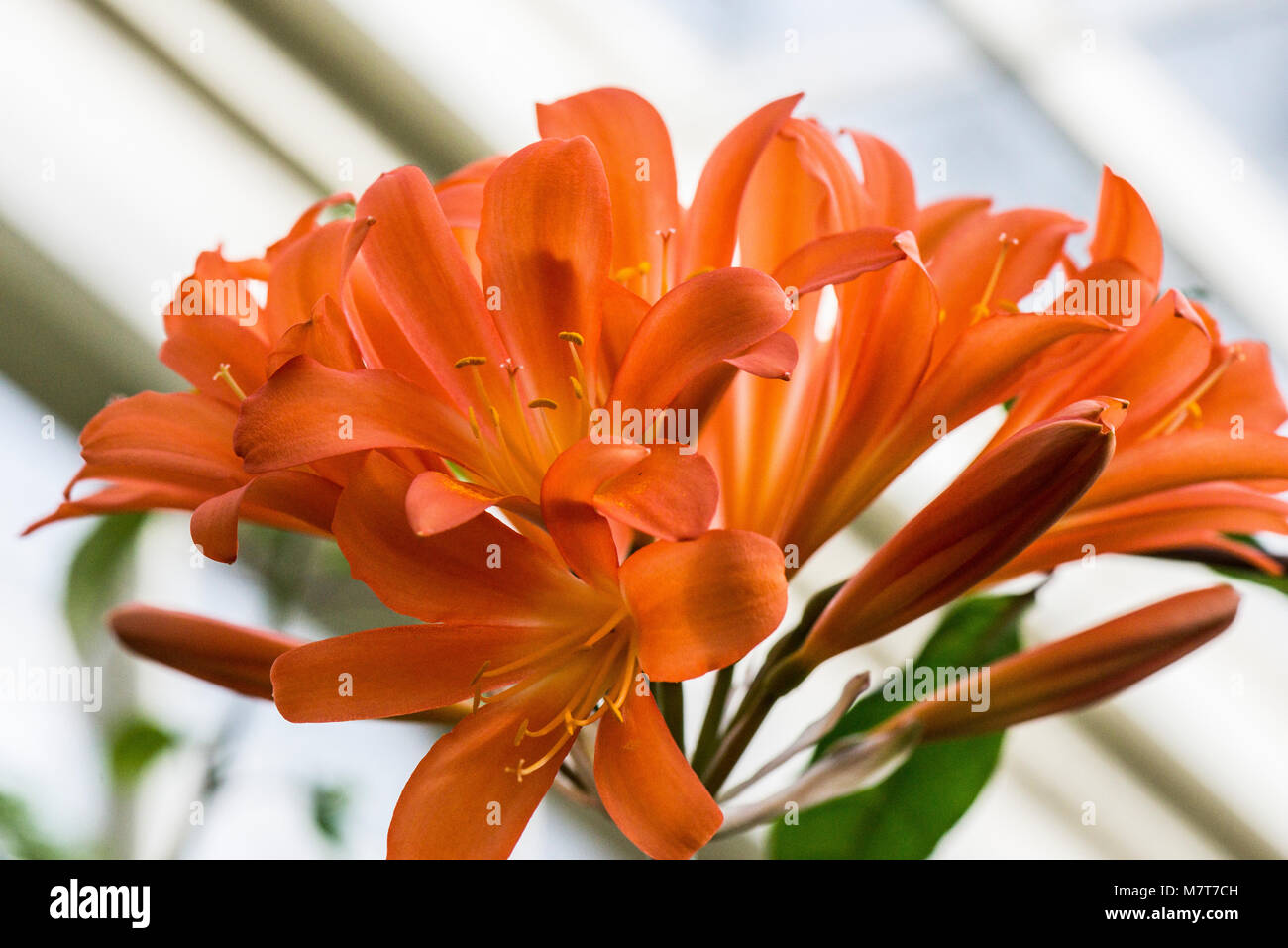 Eine orange Natal Lily (Clivia miniata) in Blume Stockfoto