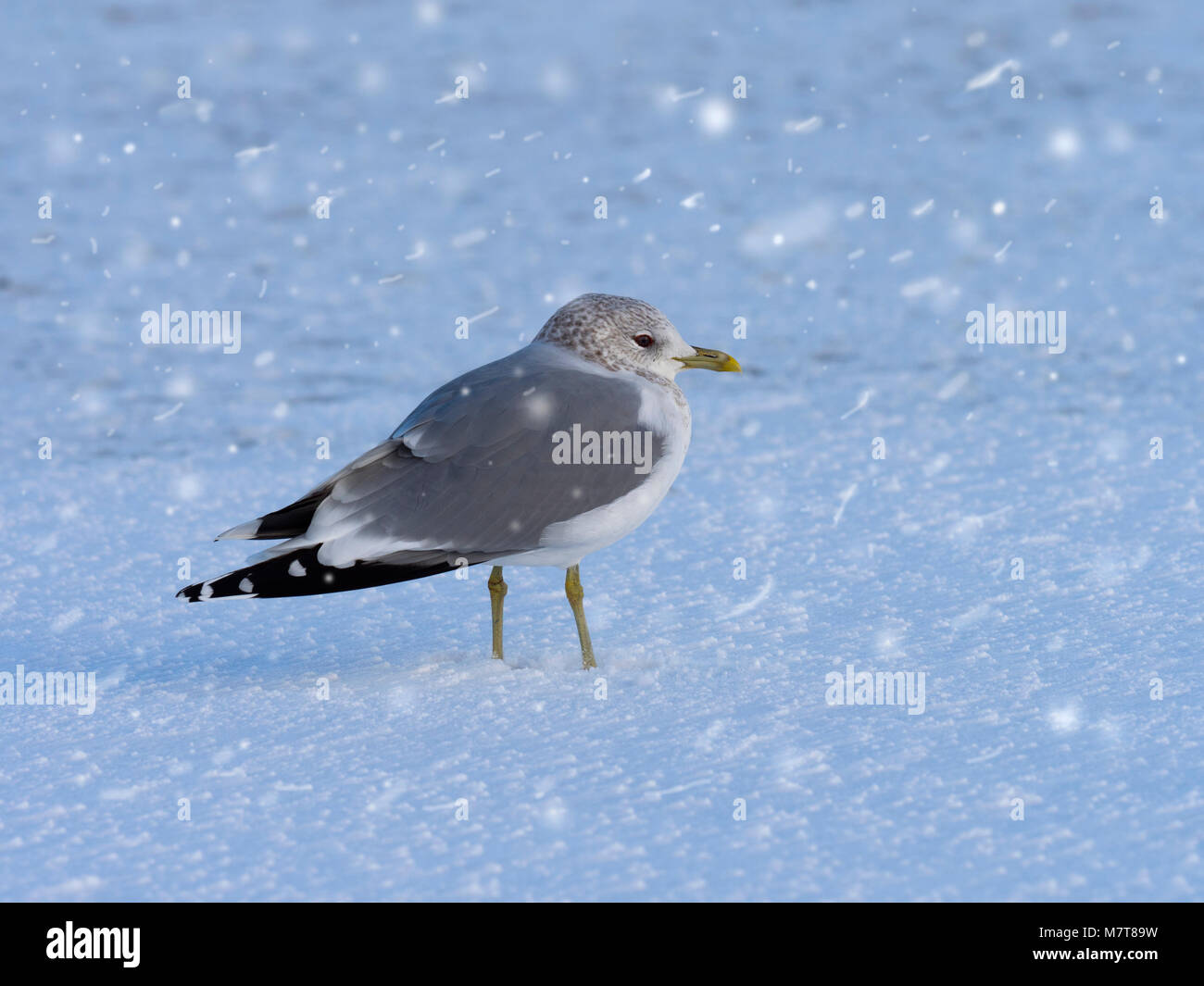 Sturmmöwe Larus canus Fordert Shoreline in Schnee Sturm Stockfoto