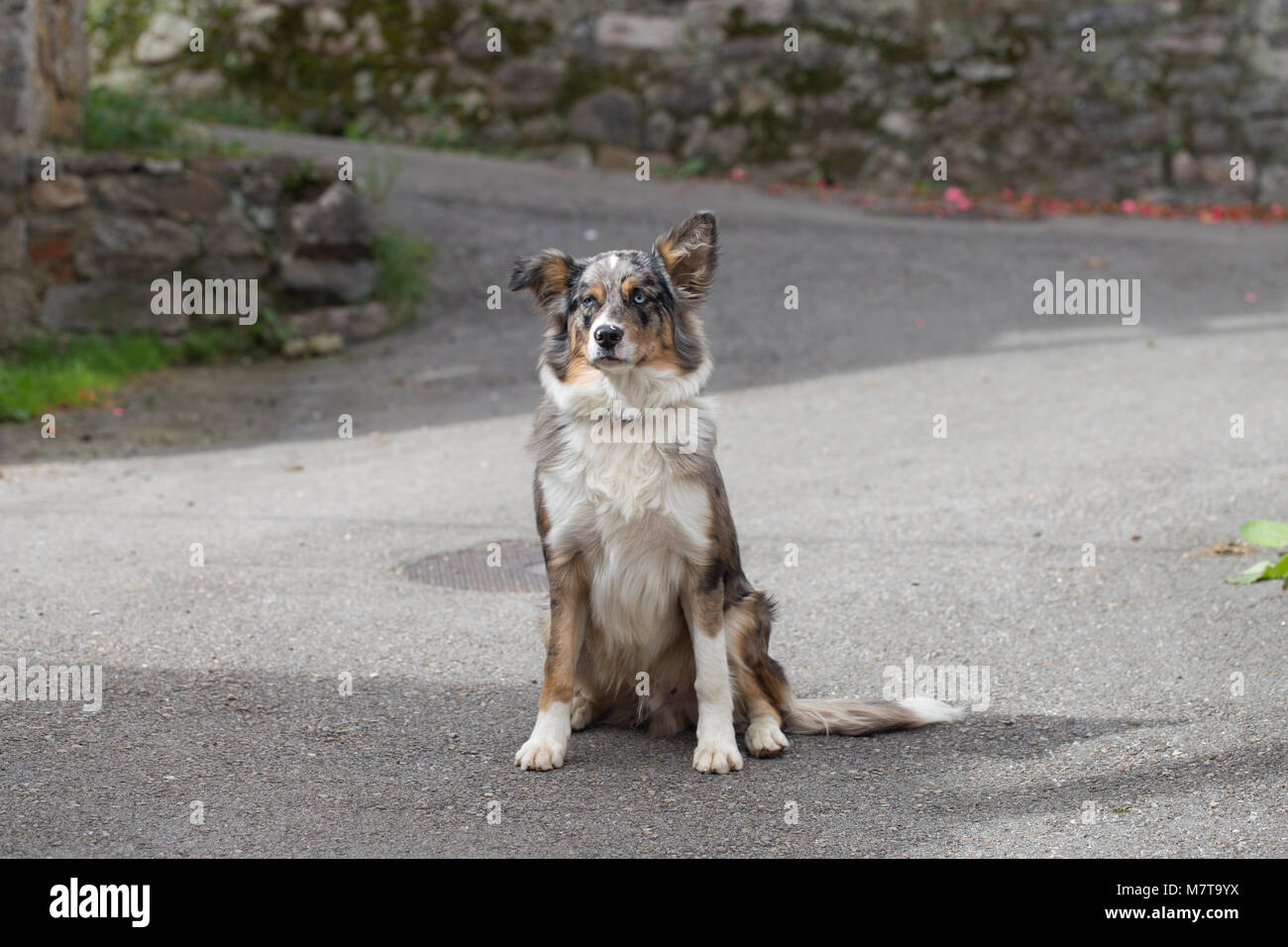 Eine blue merle Border Collie Stockfoto